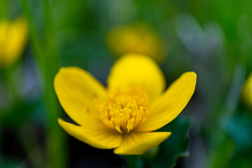 close up of marsh marigold