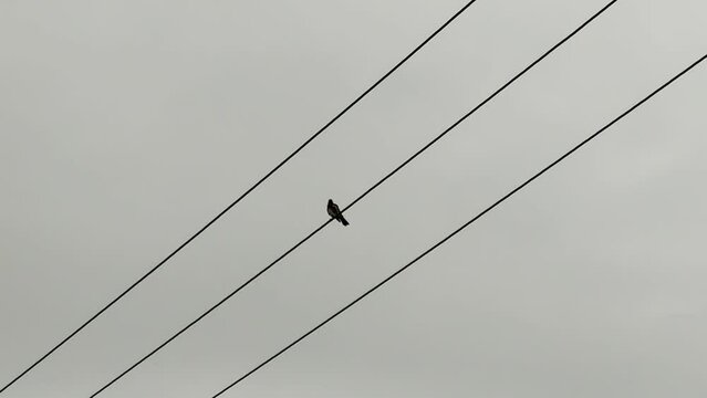 Blackbird bird cleaning himself on the electric wire. Slovakia