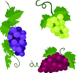 Green and purple grape fruit vector illustration art