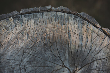 textured close up of an old tree stump