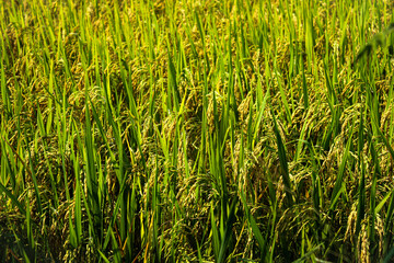 rice feilds