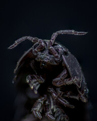 Woodlouse close up