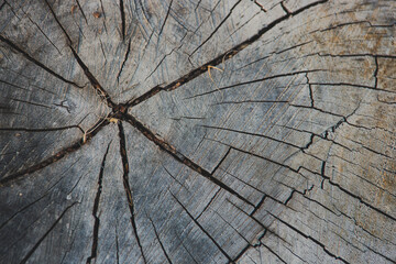 textured close up of a cracked tree stump