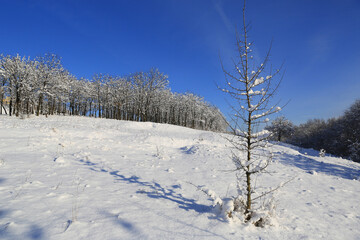 small tree on winter slope