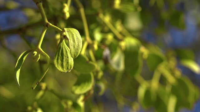 Mistletoe, yellow leaves on a tree branch (Viscum album) - (4K)