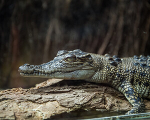 Crocodile On Log 