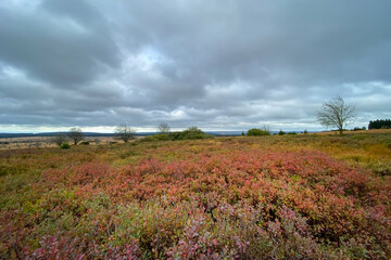Scenic view of nature reserve High Fens in Belgium