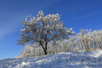 winter tree on mountain slope