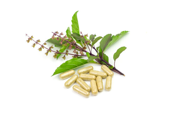 Capsule of Holy basil with branch isolated on white background. Holy basil leaf are useful herbs.
