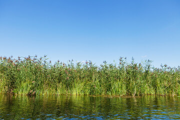 Obraz premium Green bulrush on the bank of crystal river under blue clear sky with copy space