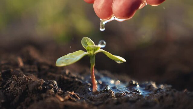 Agriculture. A farmer hand water green sprout. Green seedling in soil. Agriculture concept. Water drops, life of young sprout. Sprouted seed in fertile soil. Farmer hand waters young seedling in soil