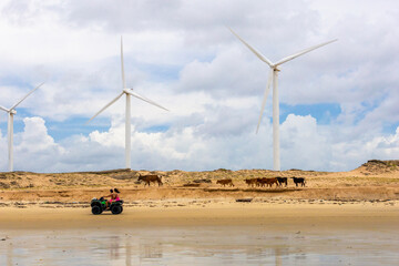 couple in quad looking cattle and wind farm on the beach