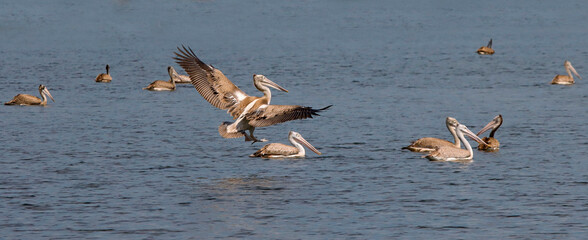 A pelican is looking for fish for food.