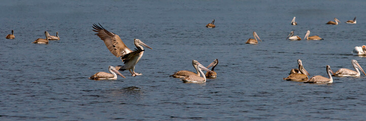 A pelican is looking for fish for food.