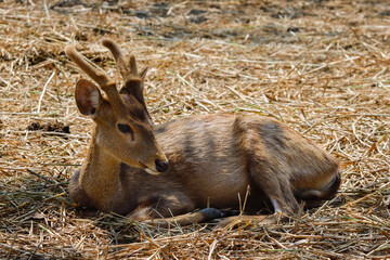 The gazelle rests on straw in the zoo.