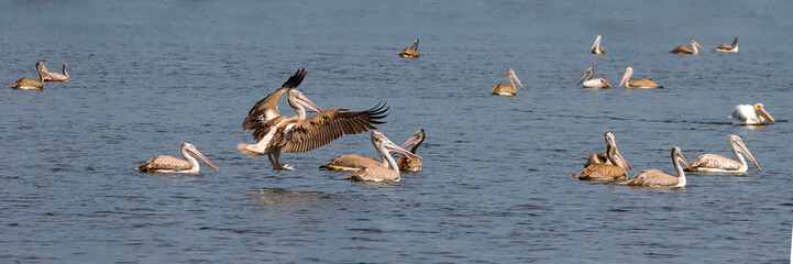 A pelican is looking for fish for food.