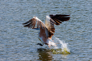 A pelican is looking for fish for food.