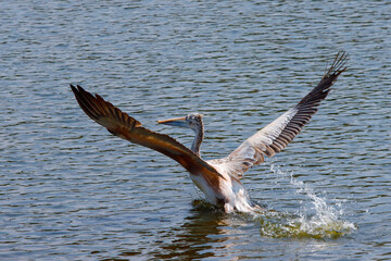 A pelican is looking for fish for food.