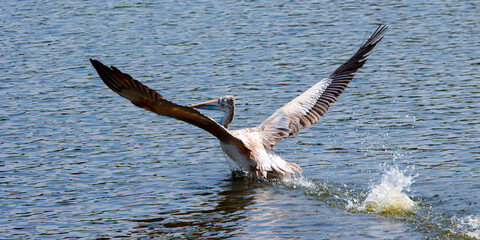 A pelican is looking for fish for food.