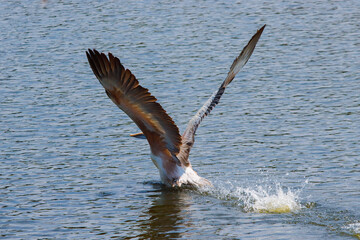 A pelican is looking for fish for food.