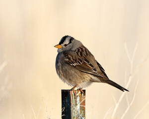 sparrow on a fence, white-crowned sparrow, bird