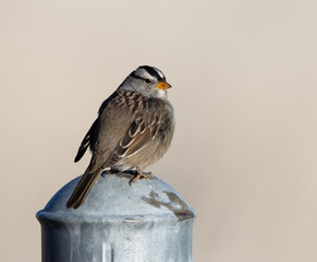 bird on a fence, white-crowned sparrow, sparrow