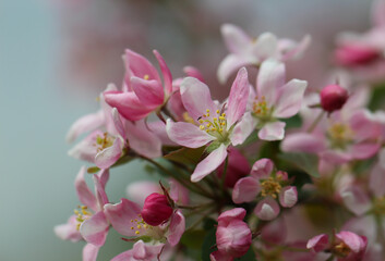 Naklejka na ściany i meble Beautiful nature spring background with a branch of blooming apple flowers, selective focus