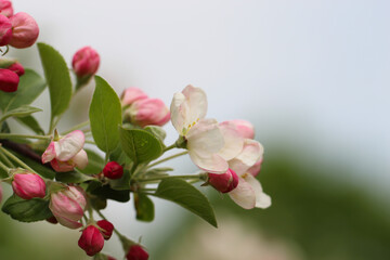 flowering fruit trees. apple flowers