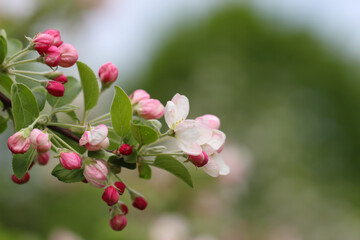 Blooming branch of apple tree