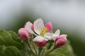 Fototapeta na wymiar Pink petals and pink buds of a fruit tree blossoms in spring