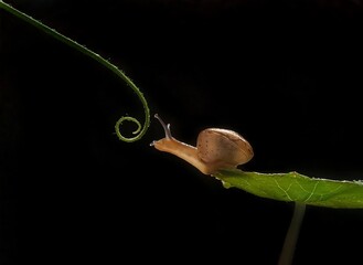 snail on leaf
