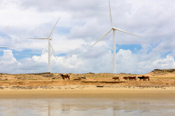 couple in quad looking cattle and wind farm on the beach