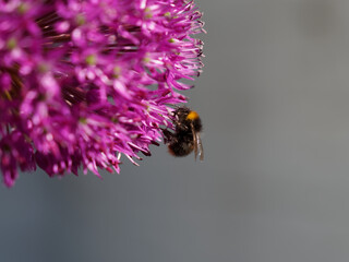 Pink Flower with Bee Collecting Pollen on Grey Background Macro