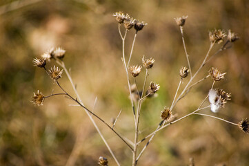 Dried flowers on the branch in the meadow.