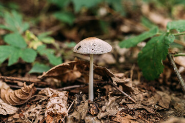 kleiner weißer Pilz steht allein im Wald horizontal