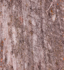Old and wet wooden texture close-up view and high detailed background
