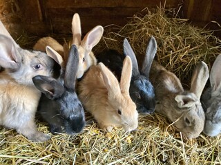 rabbits in the garden