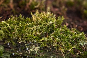 Green moss on the bark of a tree. Forest background. The roots of trees are overgrown with moss in a forest glade