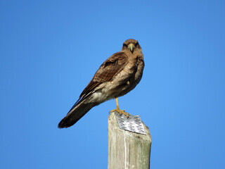 Aguilucho