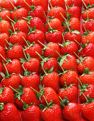 Beautiful freshly picked strawberries, long stem
