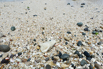Coral, sand and coral found on the coast (part 3)