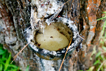 Close up of pine tree sap production