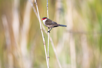 Common Waxbill bird, Estrilda astrild, perched in reeds in bright sunlight in Trinidad and Tobago.