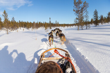 Promenade en chien de traîneau en Laponie finlandaise.  - obrazy, fototapety, plakaty