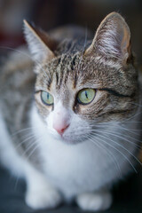 cat with green eyes looking through the sale