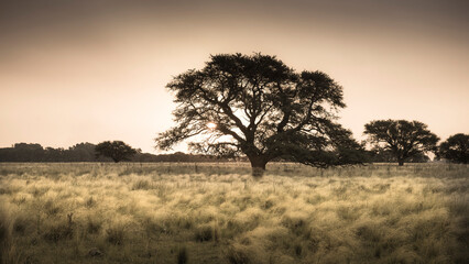 Fototapeta na wymiar Calden tree in Pampas landscape, La Pampa province,Argentina.