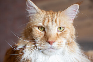 Big red and white Maine Coon cat. The cat seriously looks into the frame, close-up.