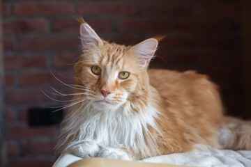 Big red and white Maine Coon cat. The cat looks into the frame and lies on a couch in the loft room.
