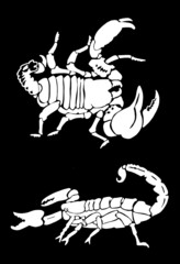 Image of Two graphical scorpions isolated on black background,vector elements printed on Printed Glass Splashbacks