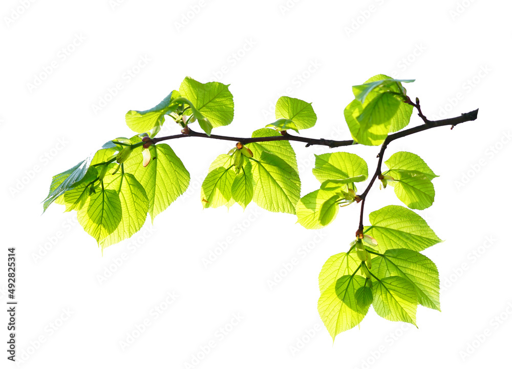 Poster linden tree branch with fresh green spring leaves isolated on white background on bright sunny day.